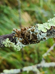 Punctelia bolliana