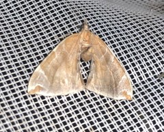 Eulithis molliculata