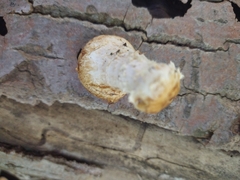 Hemipholiota populnea