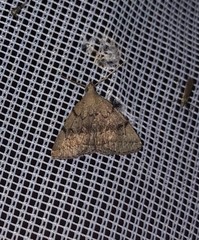 Zanclognatha dentata