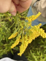 Oecanthus nigricornis