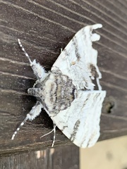 Catocala relicta
