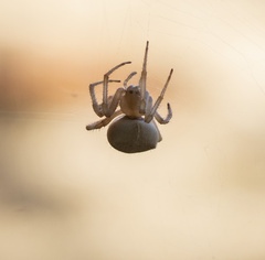 Araneus gemma