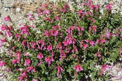 Penstemon newberryi