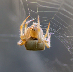 Araneus gemma