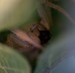 Araneus gemma