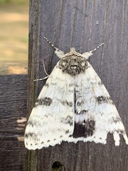 Catocala relicta
