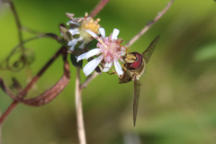 Syrphus torvus