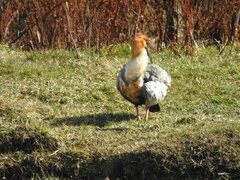Theristicus melanopis