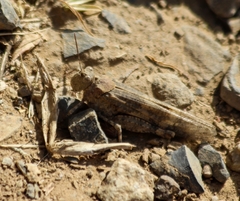 Trimerotropis andeana