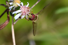 Syrphus torvus