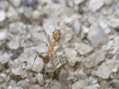 Pheidole morrisii