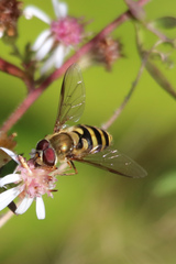 Syrphus torvus