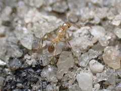 Pheidole morrisii