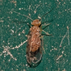 Peripsocidae