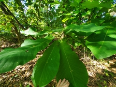 Magnolia macrophylla