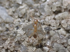 Pheidole morrisii