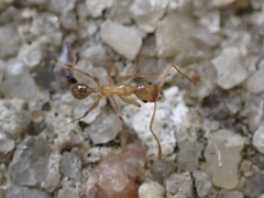 Pheidole morrisii
