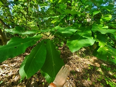 Magnolia macrophylla