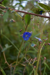 Commelina tuberosa