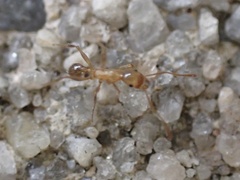 Pheidole morrisii