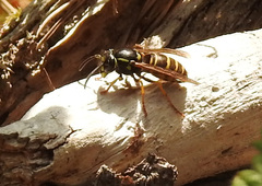 Vespula acadica