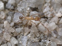 Pheidole morrisii