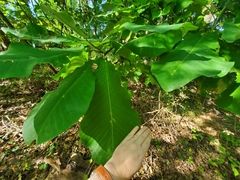 Magnolia macrophylla