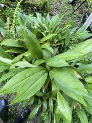 Curcuma longa