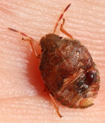 Peribalus strictus strictus