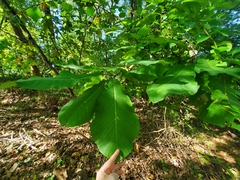 Magnolia macrophylla