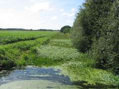 Hydrocotyle ranunculoides