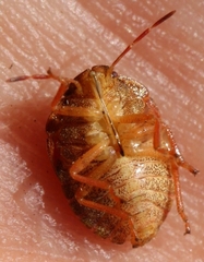 Peribalus strictus strictus