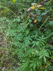Agrimonia parviflora