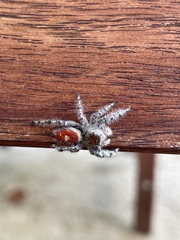Phidippus adumbratus