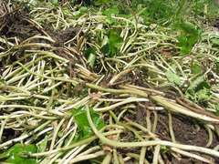 Hydrocotyle ranunculoides