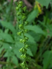 Agrimonia parviflora