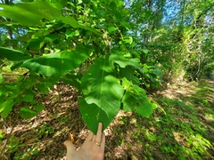 Magnolia macrophylla