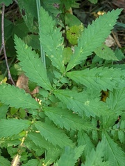 Agrimonia parviflora