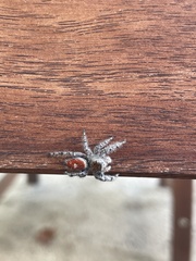 Phidippus adumbratus