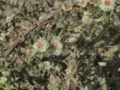 Salsola australis