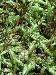 Entodon cladorrhizans