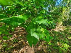 Magnolia macrophylla