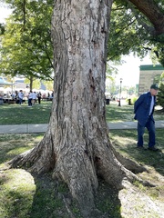 Acer nigrum