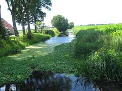 Hydrocotyle ranunculoides