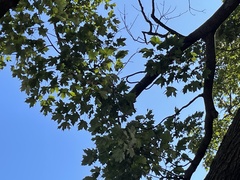Acer nigrum