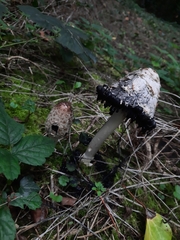 Coprinus comatus
