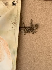 Sceloporus bimaculosus