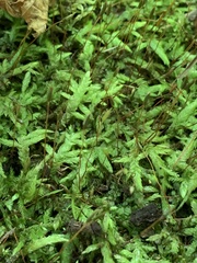 Entodon cladorrhizans