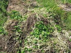 Hydrocotyle ranunculoides